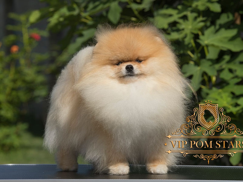 armando-males-vip-pom-stars-3