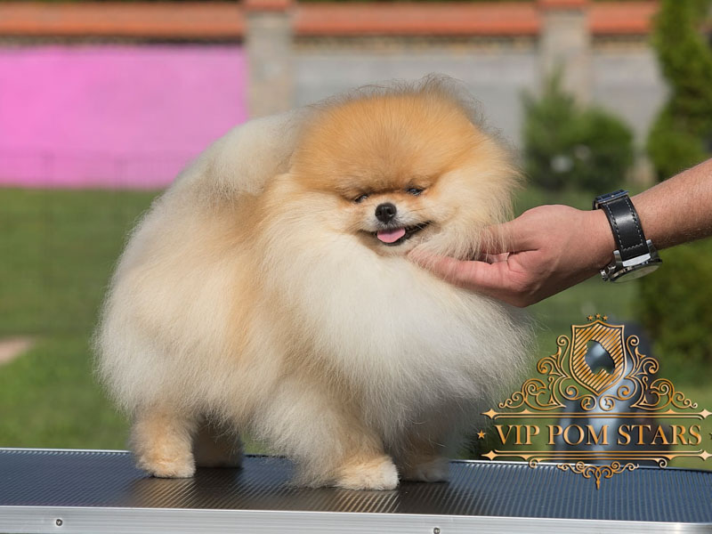 armando-males-vip-pom-stars-4
