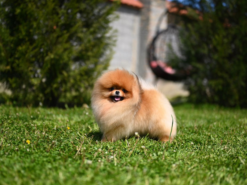 daniel-males-vip-pom-stars-3