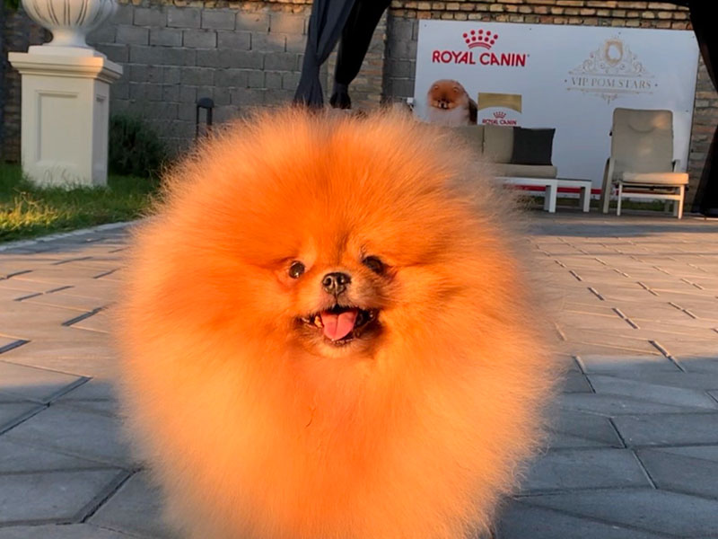 daniel-males-vip-pom-stars-8