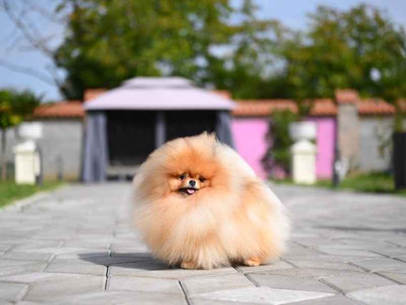 daniel-males-vip-pom-stars-9