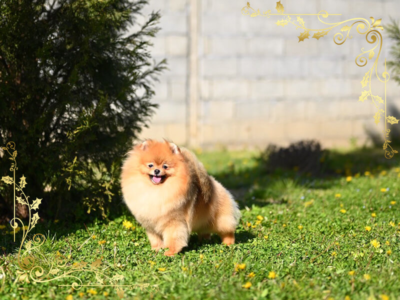 densi-vip-pom-stars-pomeranians