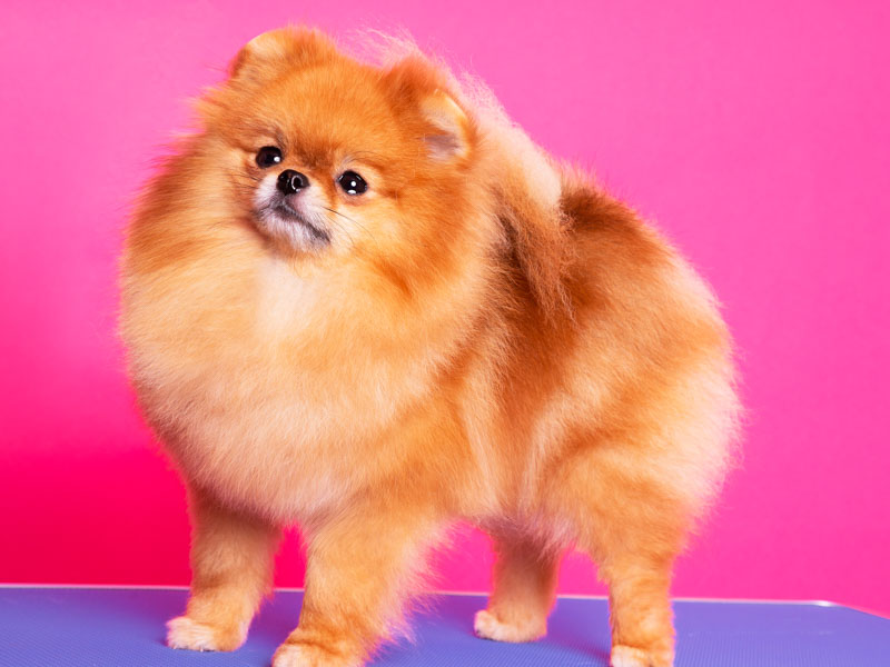 didi-females-vip-pom-stars-3
