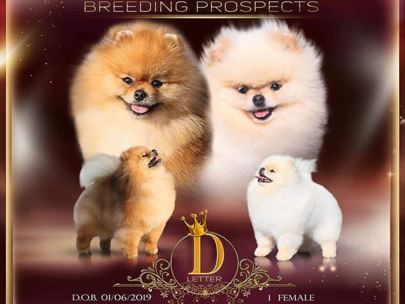 didi-females-vip-pom-stars-7