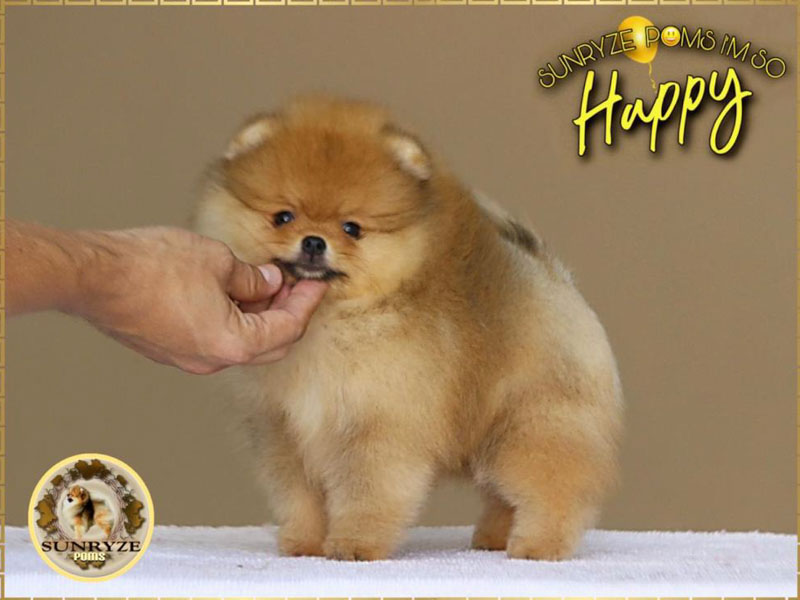 happy-females-vip-pom-stars-5