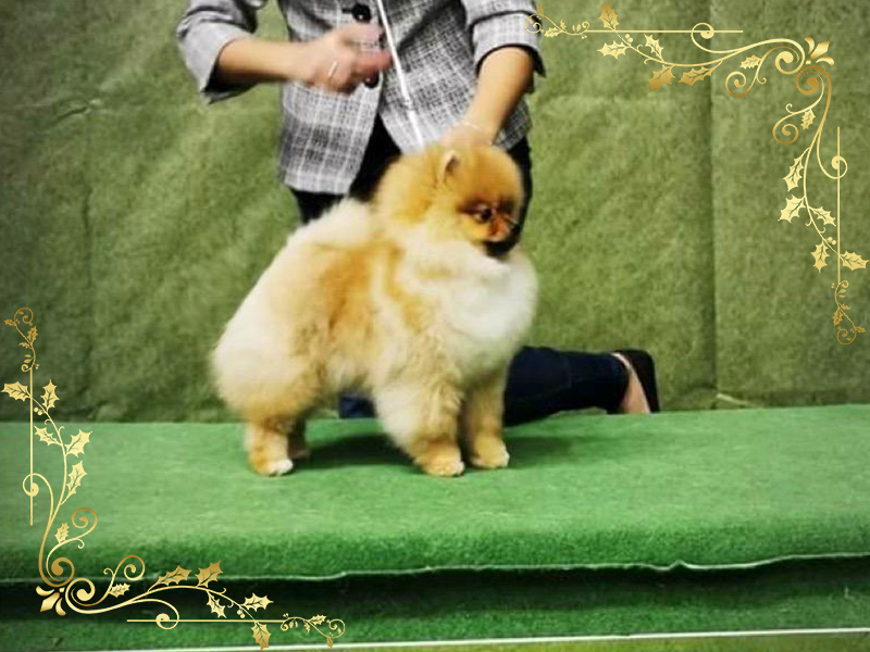 jolly-vip-pom-stars-pomeranian