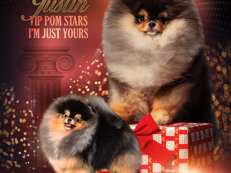 justin-males-vip-pom-stars-4