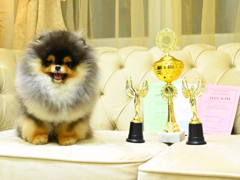 justin-males-vip-pom-stars-5