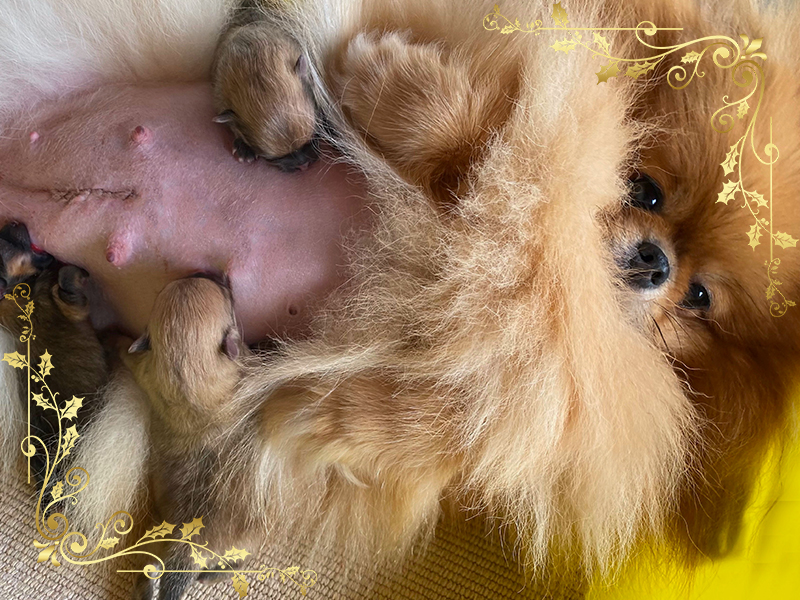 ketty-vip-pom-stars-pomeranian