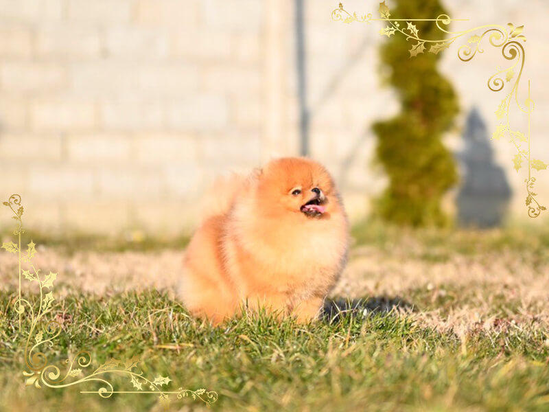 nala-vip-pom-stars-pomeranians