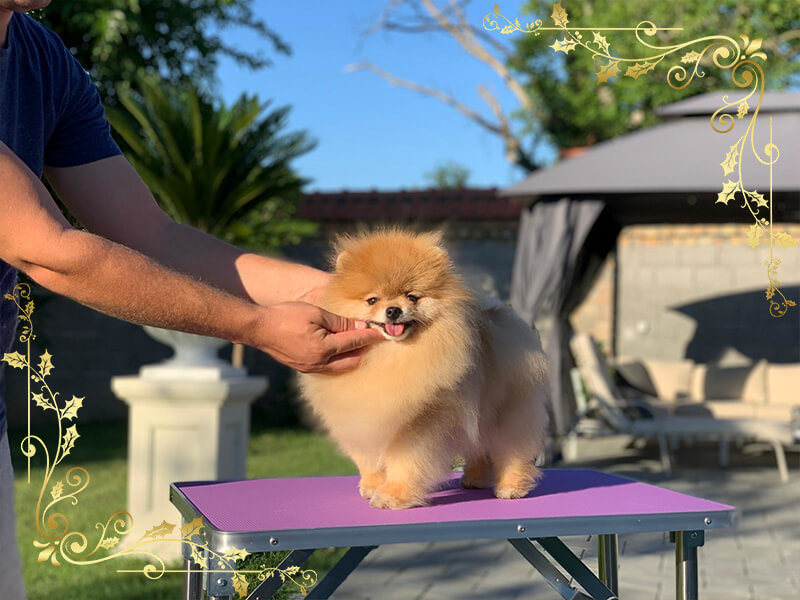 poker-vip-pom-stars-pomeranians