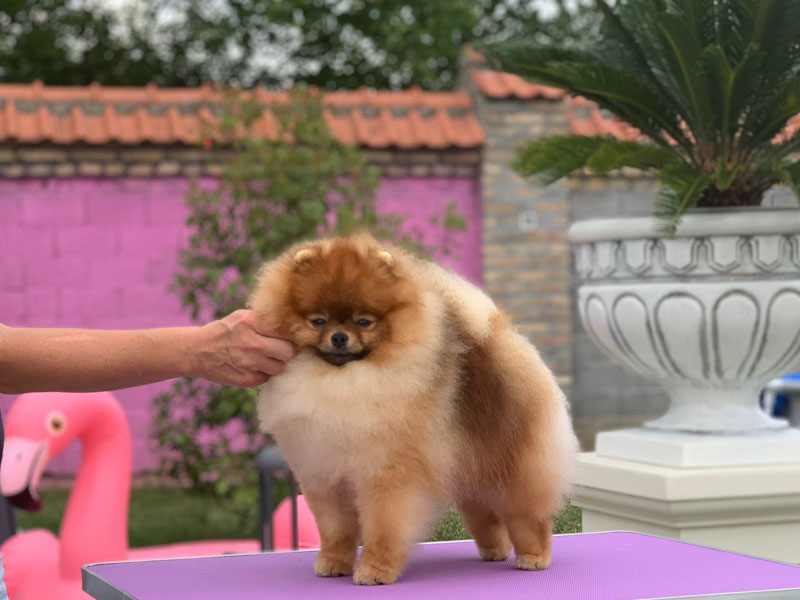 riki-males-vip-pom-stars-2
