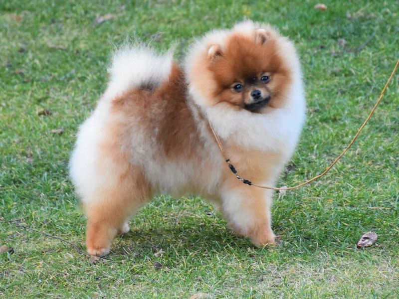 riki-males-vip-pom-stars-3