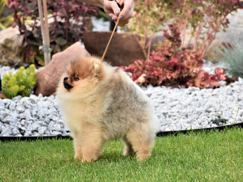 riki-males-vip-pom-stars-4