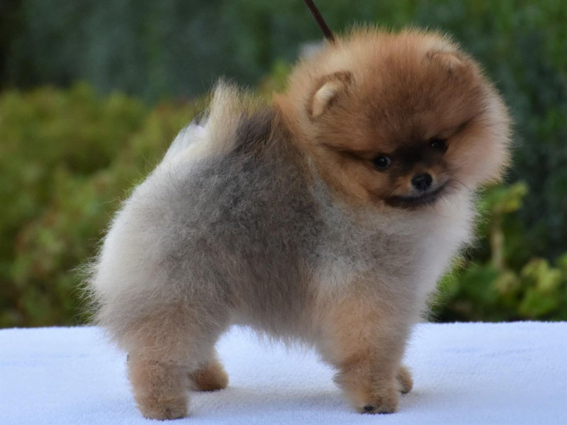 riki-males-vip-pom-stars-5