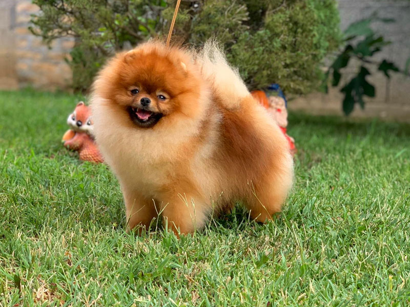 riki-males-vip-pom-stars-6