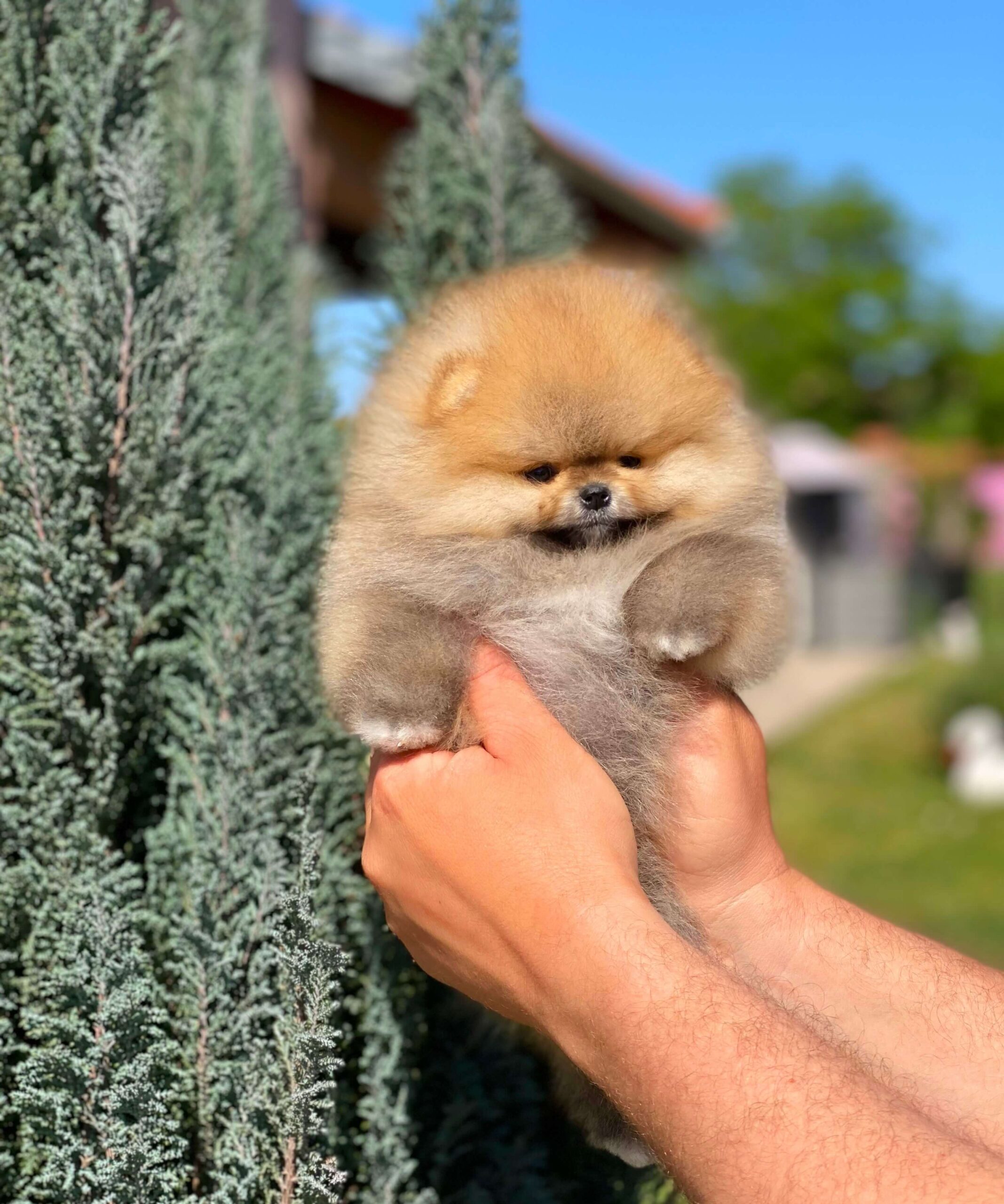 Alopecija X kod pomeranaca